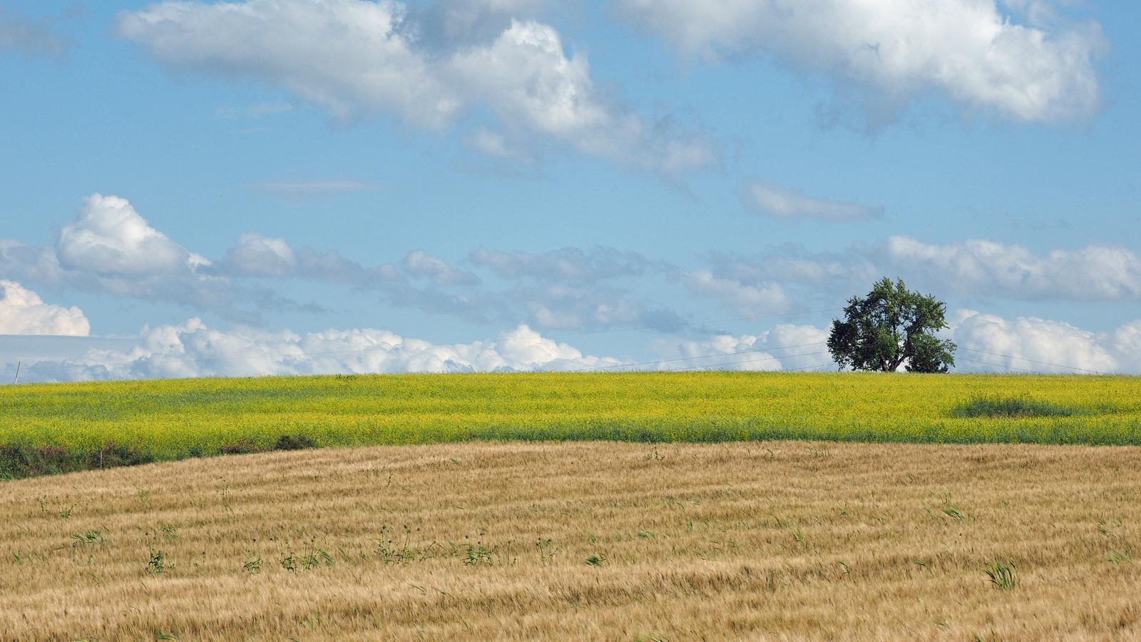 Il paesaggio rurale