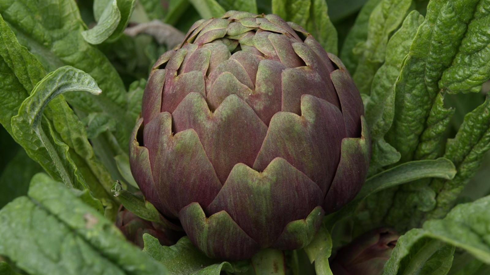 SAGRA DEL CARCIOFO DI PIETRELCINA PRESIDIO SLOW FOOD