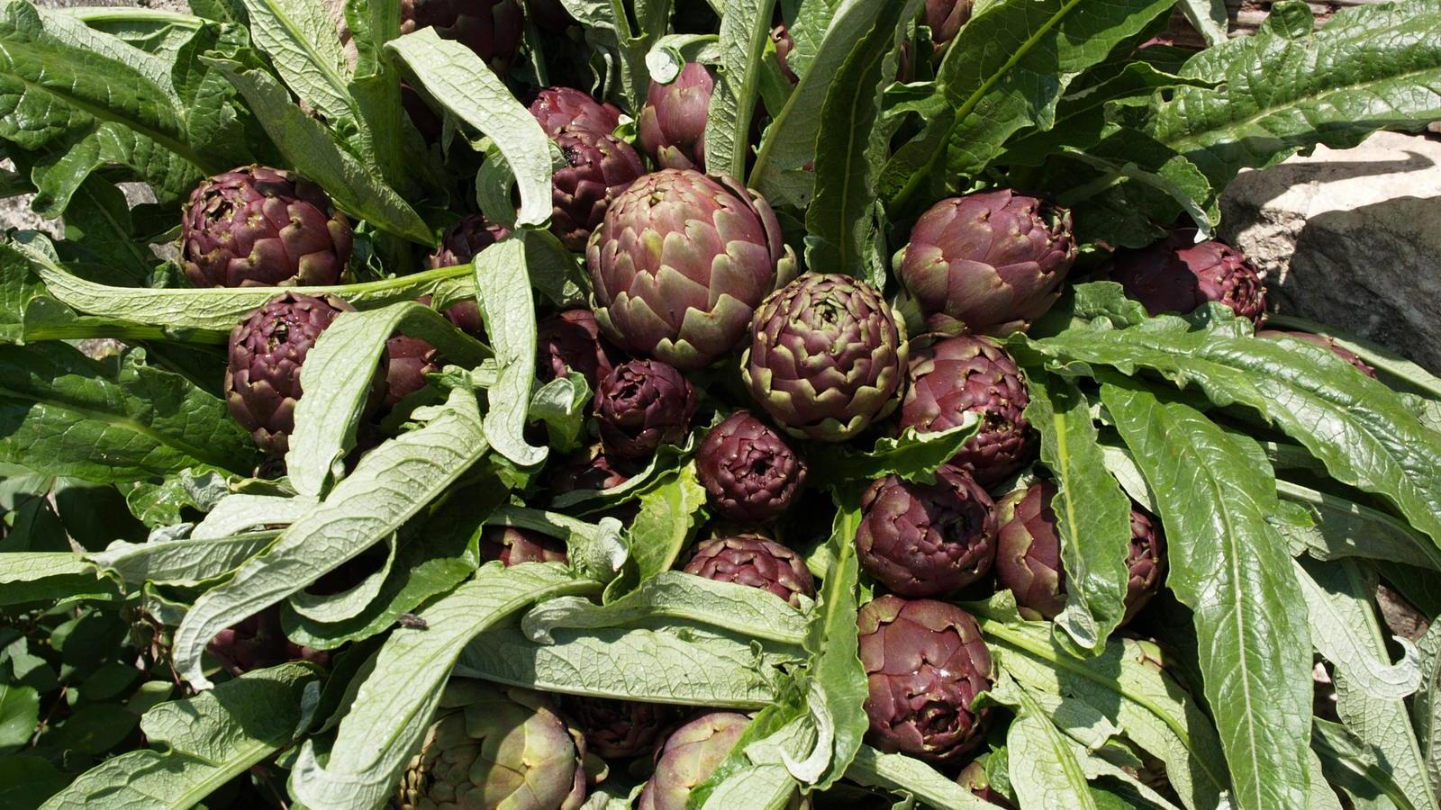 SAGRA DEL CARCIOFO DI PIETRELCINA PRESIDIO SLOW FOOD