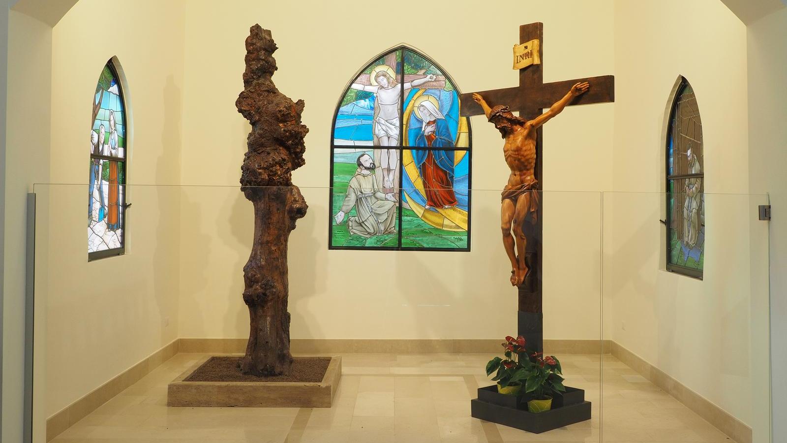 Olmo delle Stimmate